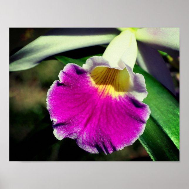 Lila Orchid-Blume-Center Nah Poster (Vorne)