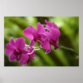 Lila Orchid-Poster Poster