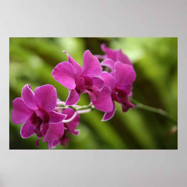 Lila Orchid-Poster Poster (Vorne)