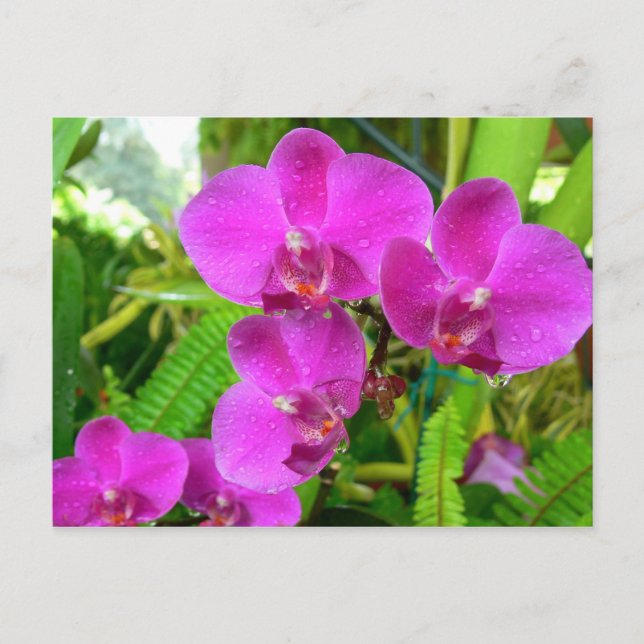 Lila Orchid Postkarte (Vorderseite)