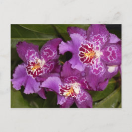 Lila Orchid Postkarte