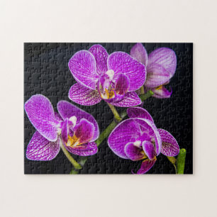Lila Orchidee