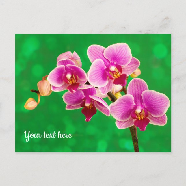 Lila Orchidee auf grüner Postkarte (Vorderseite)