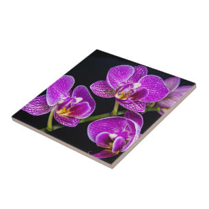 Lila Orchidee Fliese