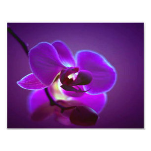 Lila Orchidee Fotodruck