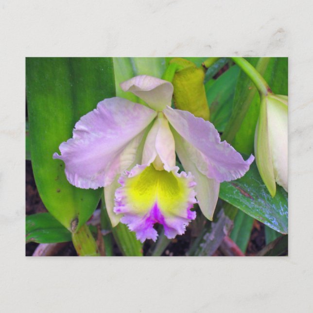 Lila Orchidee Postkarte (Vorderseite)