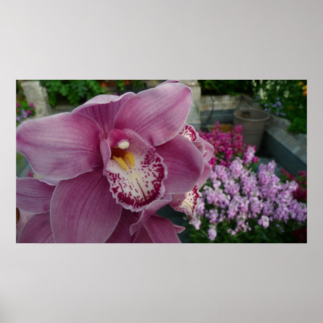 Lila Orchidee und Gartenfarben Poster (Vorne)