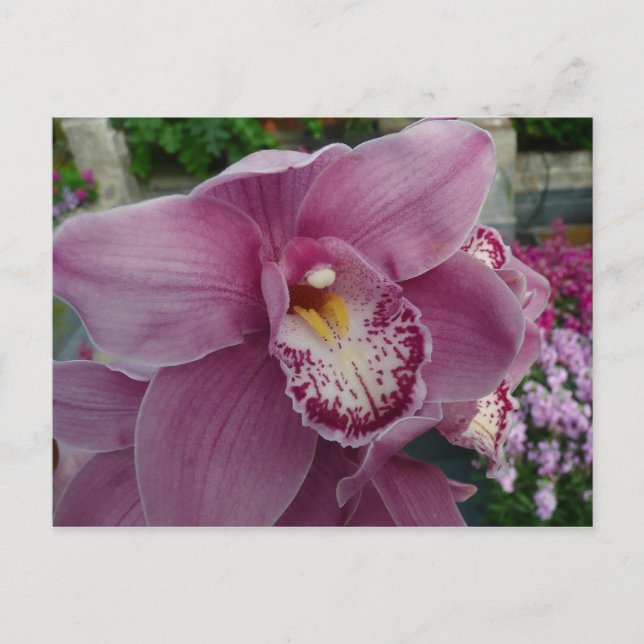 Lila Orchidee und Gartenfarben Postkarte (Vorderseite)