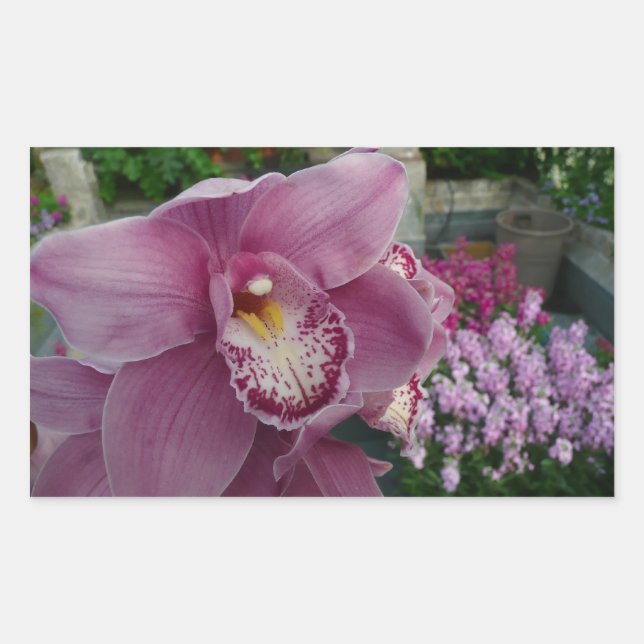 Lila Orchidee und Gartenfarben Rechteckiger Aufkleber (Vorderseite)