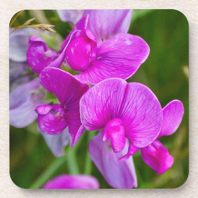 Lila Orchideen Getränkeuntersetzer (Vorderseite)