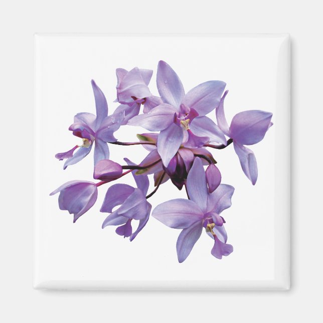 Lila Orchideen Magnet (Vorne)
