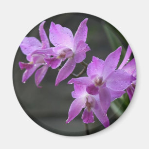 Lila Orchideen Magnet