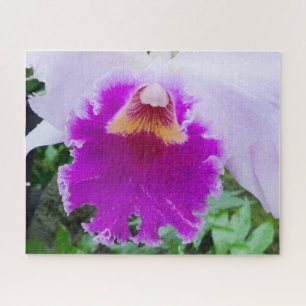 lila Orchideen Nahaufnahme