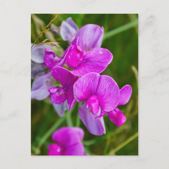 Lila Orchideen Postkarte (Vorderseite)