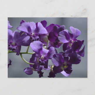 Lila Orchideen Postkarte