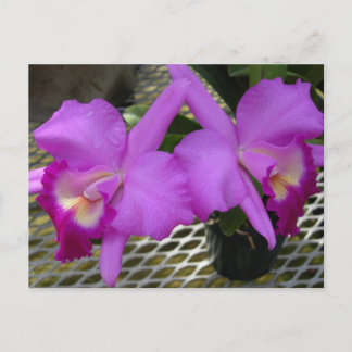 Lila Orchideen Postkarte