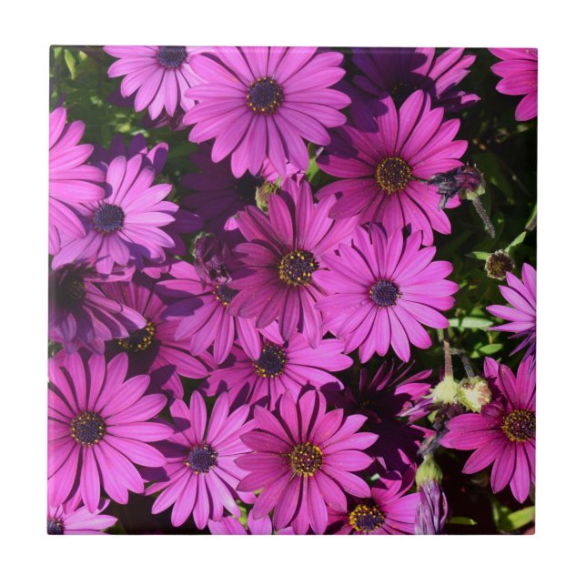 Lila Osteospermum-Blume Fliese (Vorderseite)