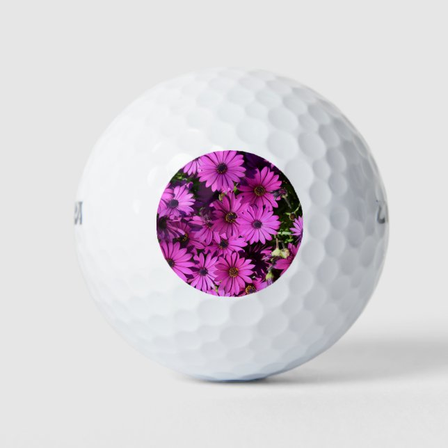 Lila Osteospermum-Blume Golfball (Vorderseite)