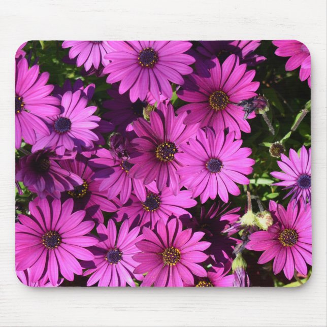 Lila Osteospermum-Blume Mousepad (Vorne)