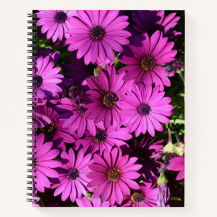 Lila Osteospermum-Blume Notizbuch