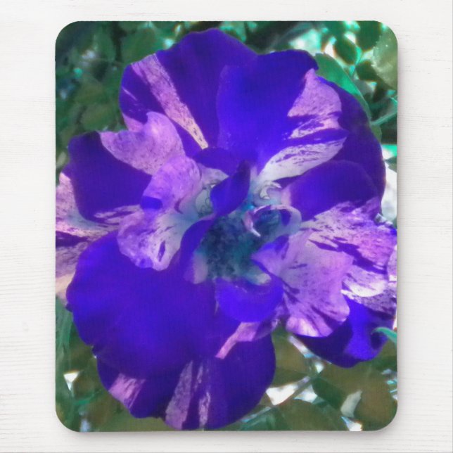 Lila panaschiertes Rosen-Mauspad Mousepad (Vorne)