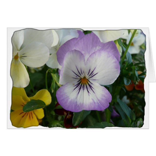 lila Pansy (Vorderseite (Horizontal))