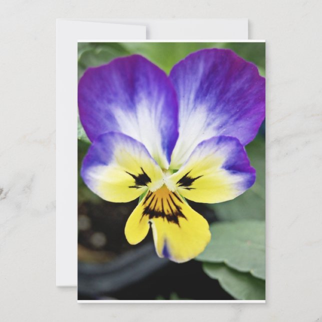Lila Pansy (Vorderseite)