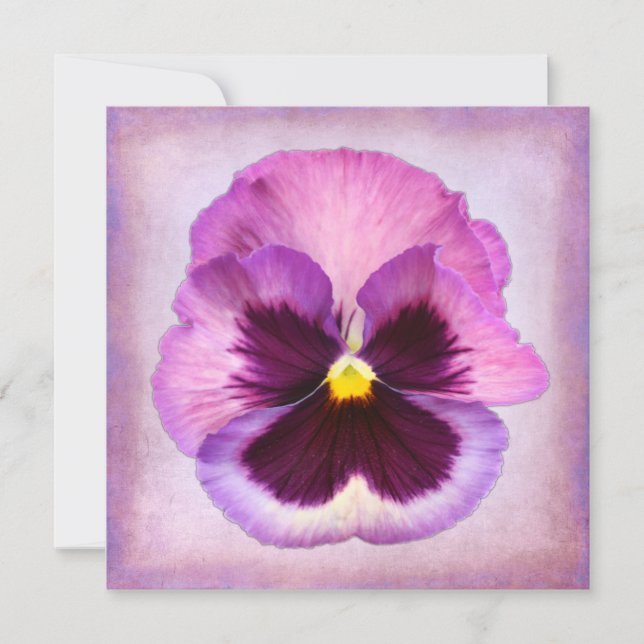 Lila Pansy-Blume (Vorderseite)