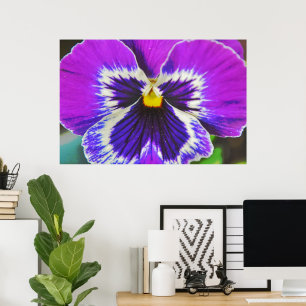 Lila Pansy Blume Poster Art