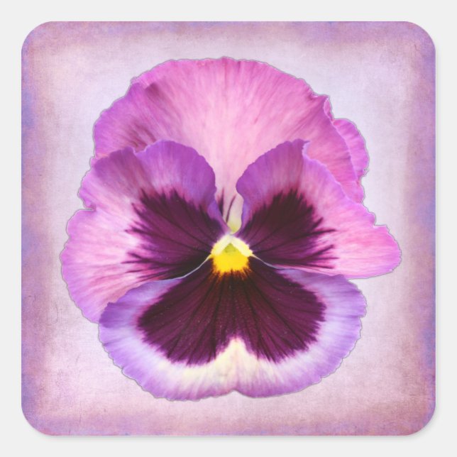 Lila Pansy-Blume Quadratischer Aufkleber (Vorderseite)