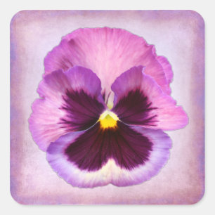Lila Pansy-Blume Quadratischer Aufkleber