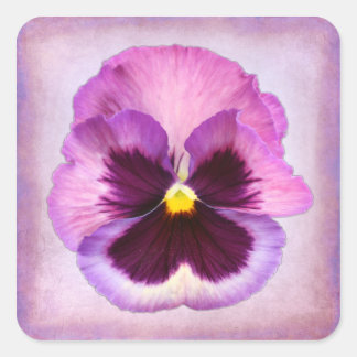 Lila Pansy-Blume Quadratischer Aufkleber