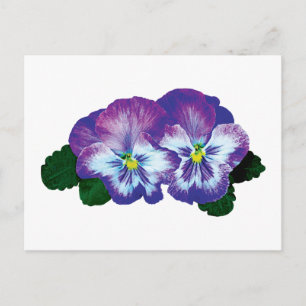 Lila Pansy Duo Postkarte