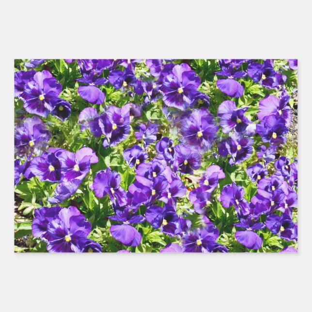 Lila Pansy-Feld, Geschenkpapier, Papiertücher, Pap Geschenkpapier Set (Vorderseite)