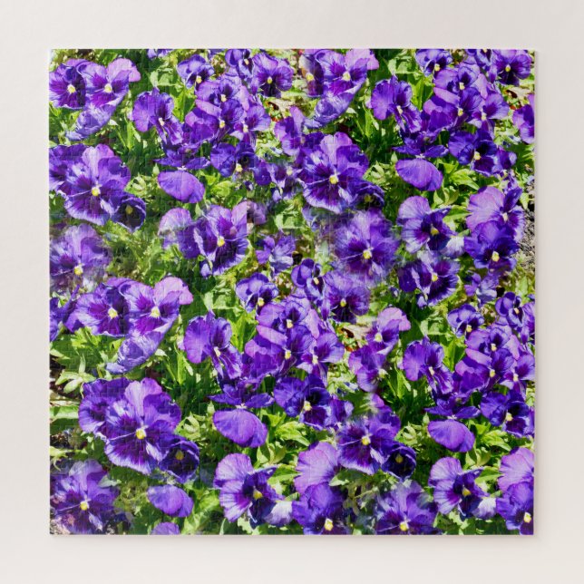 Lila Pansy Field, (Vertikal)