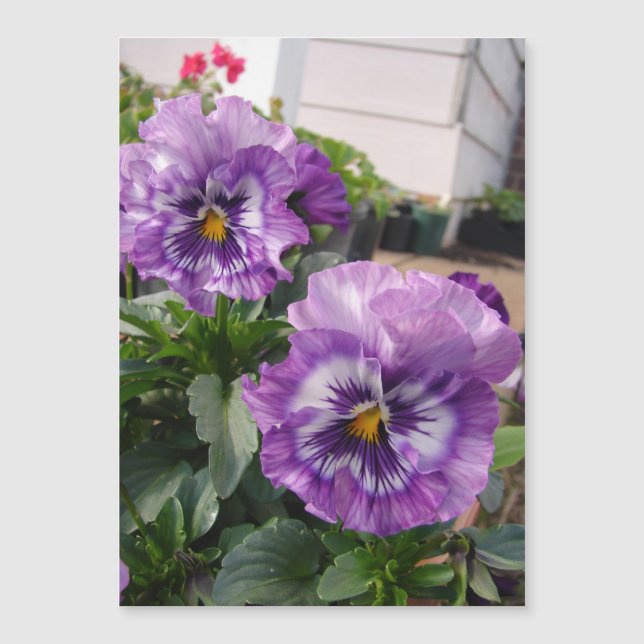 Lila Pansy Foto Blume Blumenkarton Magnetkarte (Vorderseite)