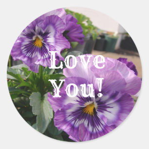 Lila Pansy Foto Blume Blumenkohl Liebe Aufkleber S