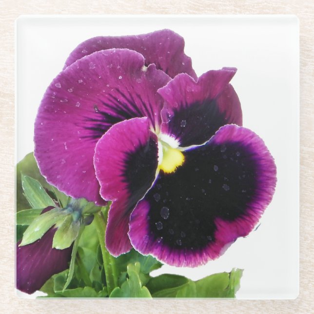 Lila Pansy Glasuntersetzer (Vorderseite)