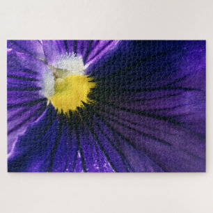 Lila Pansy-Makro-Foto
