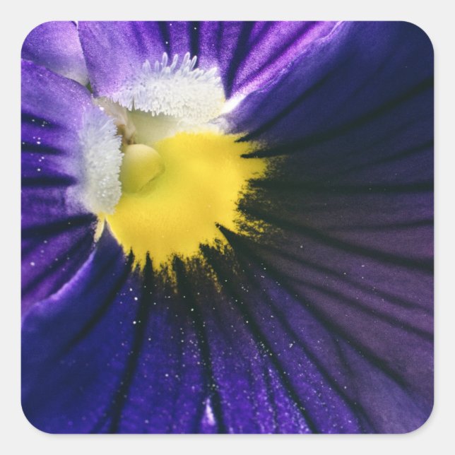 Lila Pansy-Makro-Foto elegant Quadratischer Aufkleber (Vorderseite)