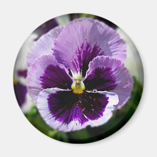 Lila Pansy-nahes hohes Magnet
