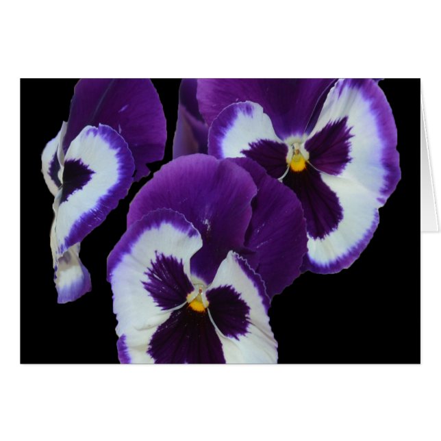 Lila_Pansy_Posy,_ (Vorderseite (Horizontal))