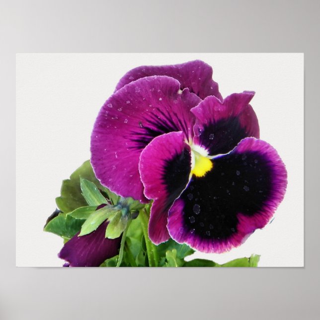 Lila Pansy Print Poster (Vorne)