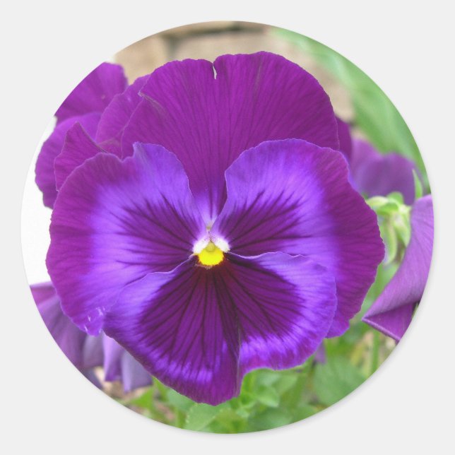 Lila Pansy Stickers (Vorderseite)