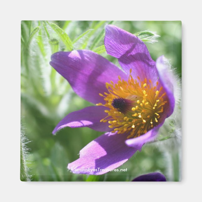 Lila Pasque Flower Fotografie Magnet (Vorne)