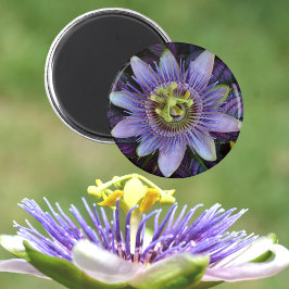 Lila Passiflora Passion Blume Magnet