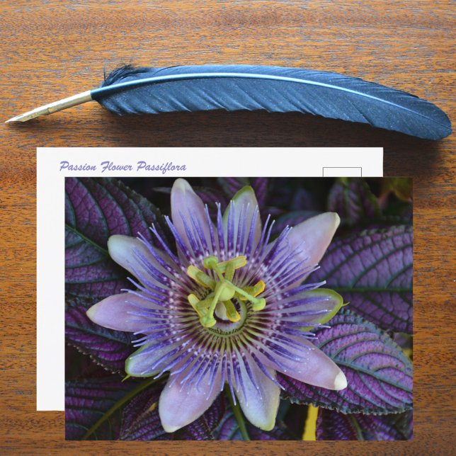 Lila Passiflora und Persischer Schild Fotografie Postkarte (Von Creator hochgeladen)