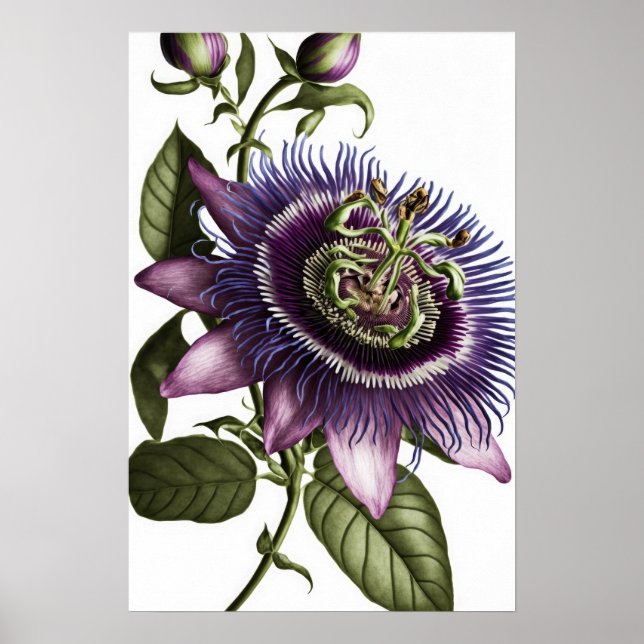 Lila Passion Blume Art Print Poster (Vorne)