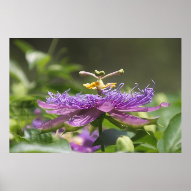 Lila Passion Blume Nature Poster (Vorne)