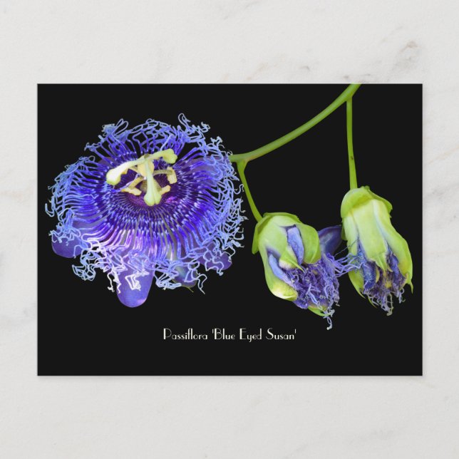 Lila Passion Blume Sammelkarte Postkarte (Vorderseite)
